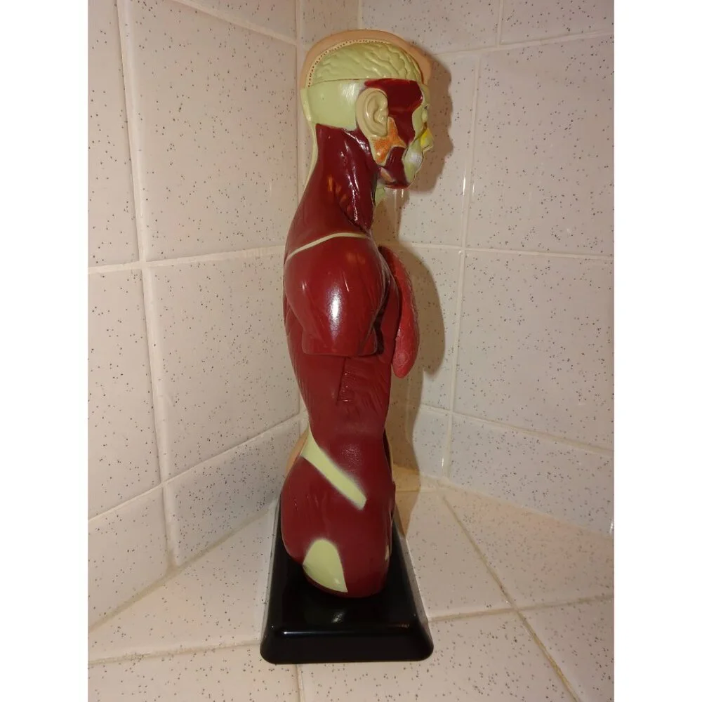 Vintage Human Torso Model w/ detachable Heart Lungs oddity curiosity medical - Picture 7 of 10